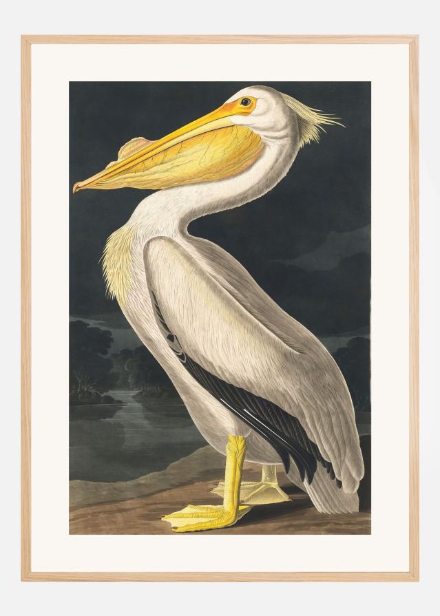 American White Pelican From Birds of America (1827) Plakāts