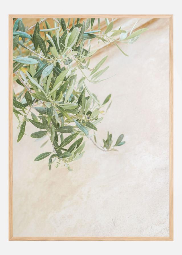 Olive Tree Leaves Plakāts