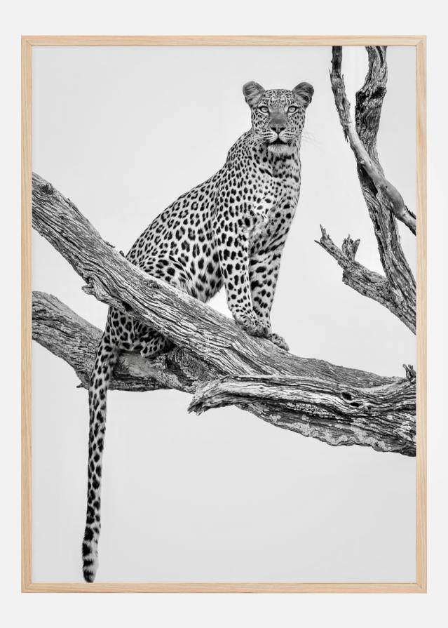 Leopard Portrait Plakāts