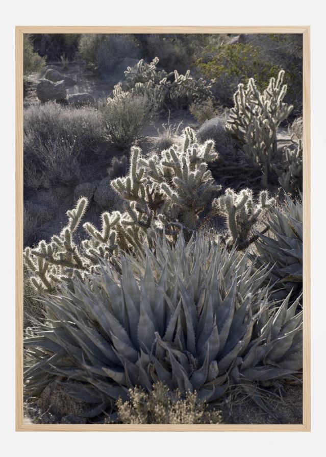 Cactus In Desert Plakāts