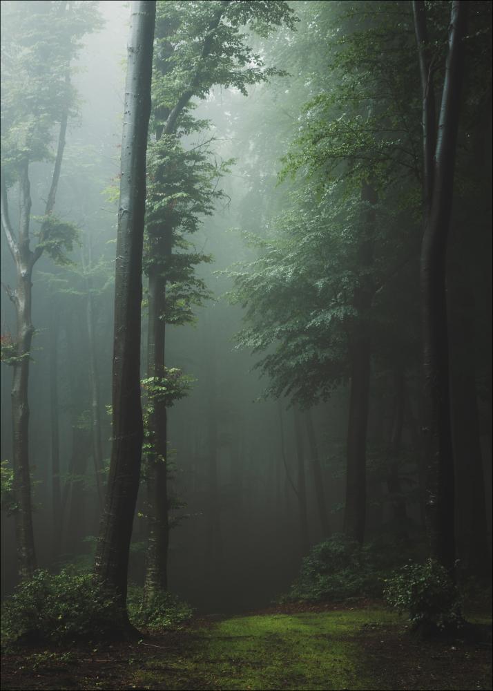 Mysterious forest Plakāts