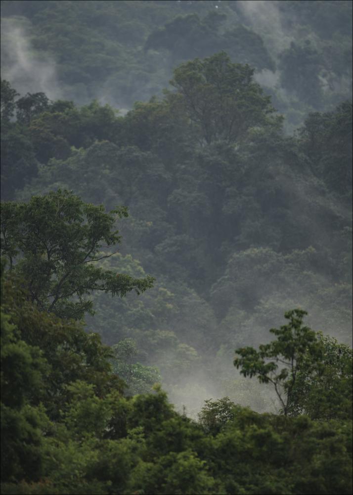 Rainforest Plakāts