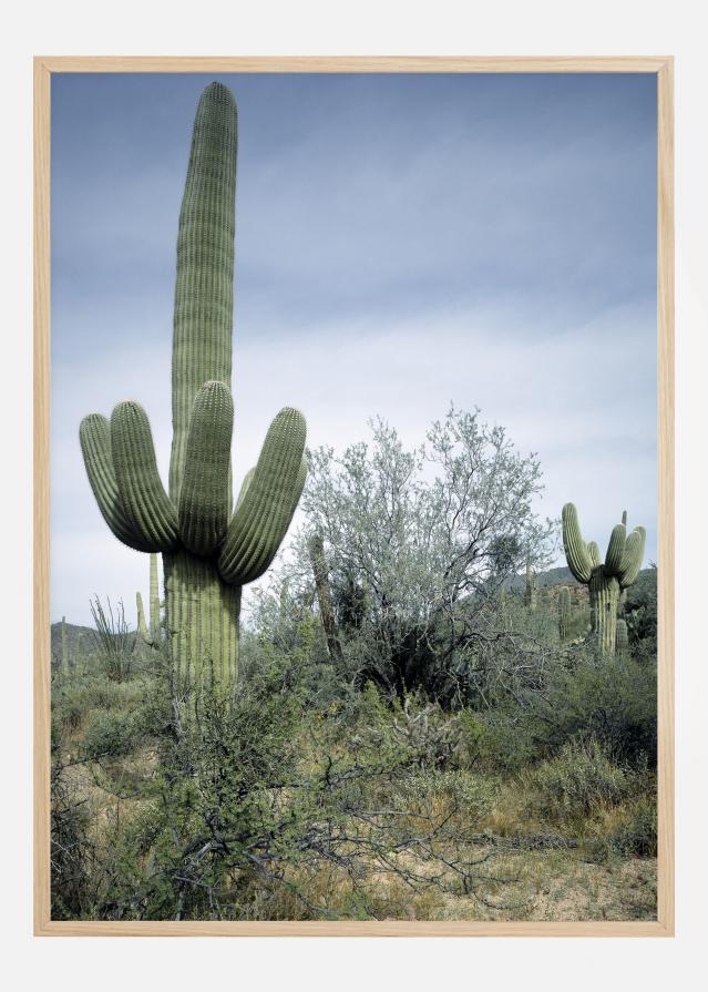 Cactus Land Plakāts