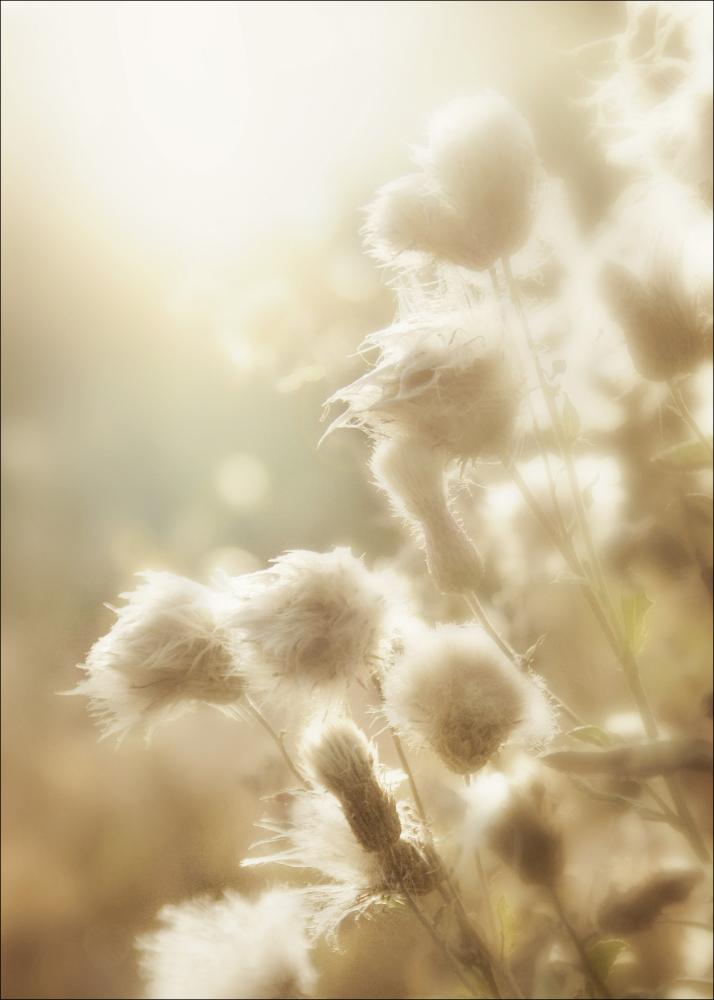 Fluffy flowers Plakāts