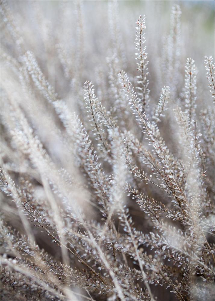 Frosty Grass Plakāts