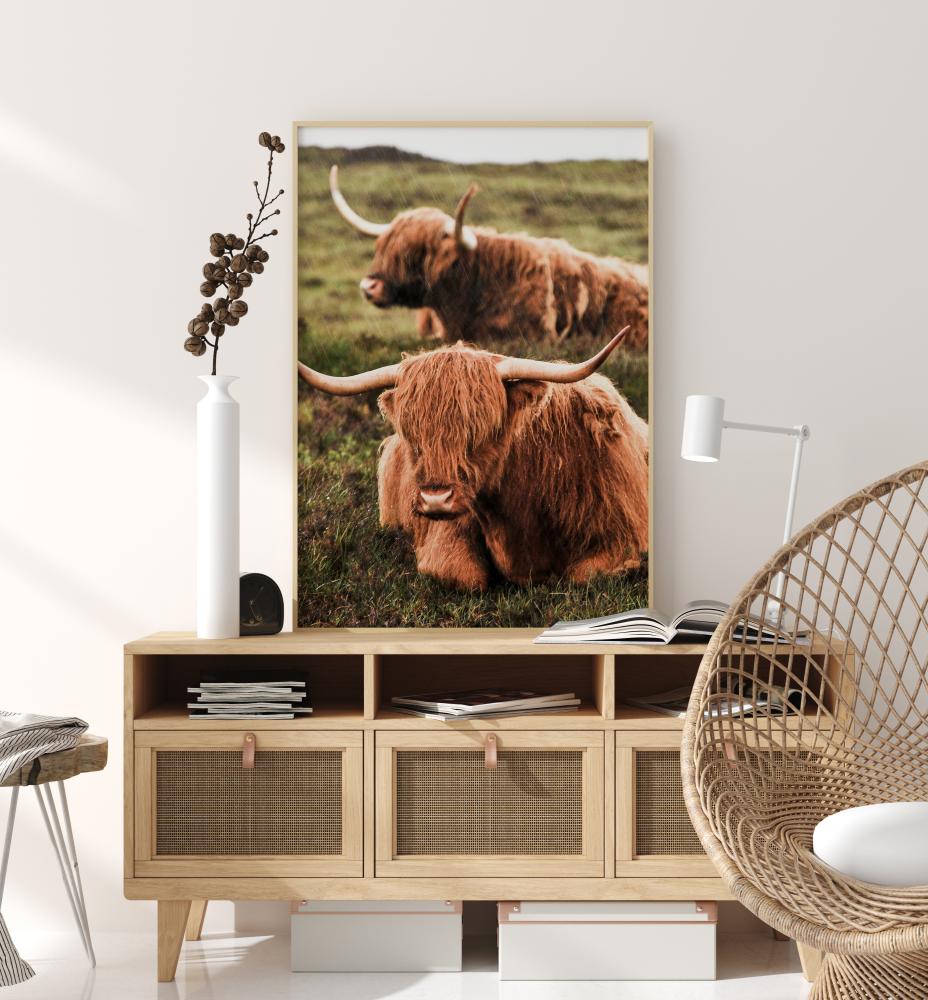 Highland Cattle Plakāts