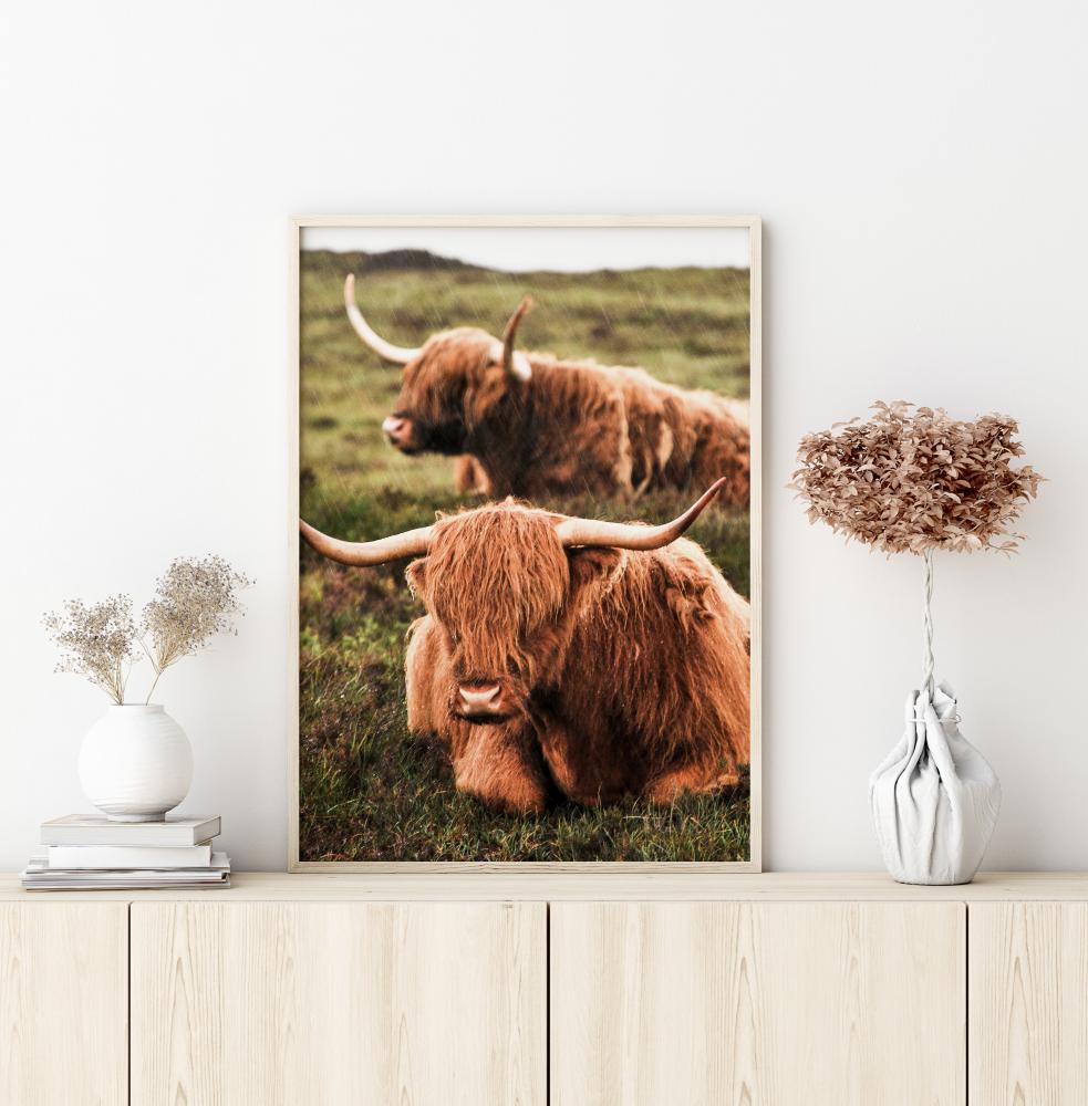 Highland Cattle Plakāts