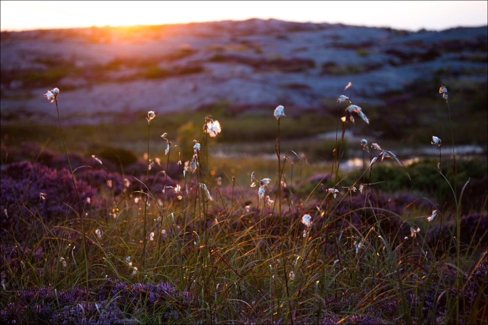 Summer evening on the rocks Plakāts