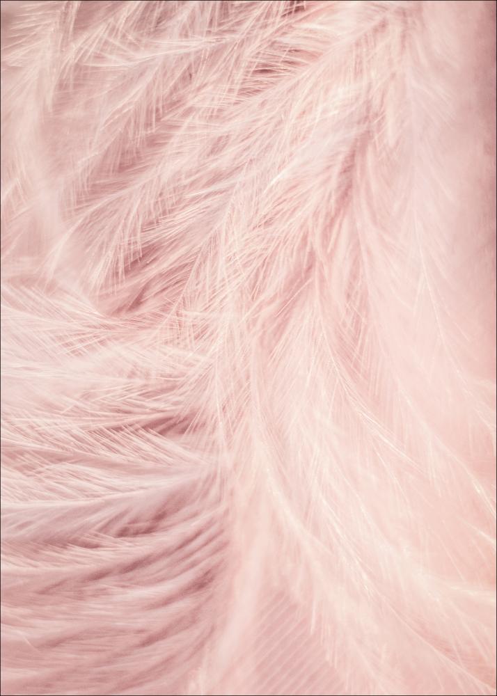 Pink Feathers Plakāts