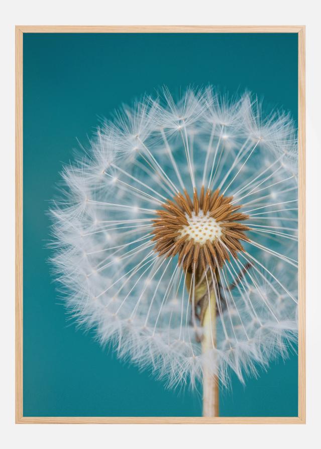 Dandelion Macro Sky Plakāts