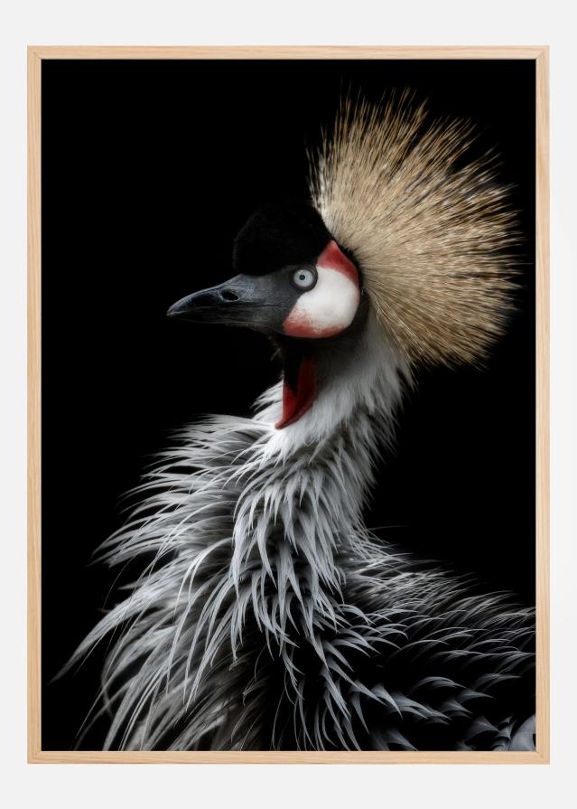 Crowned cranes portrait Plakāts