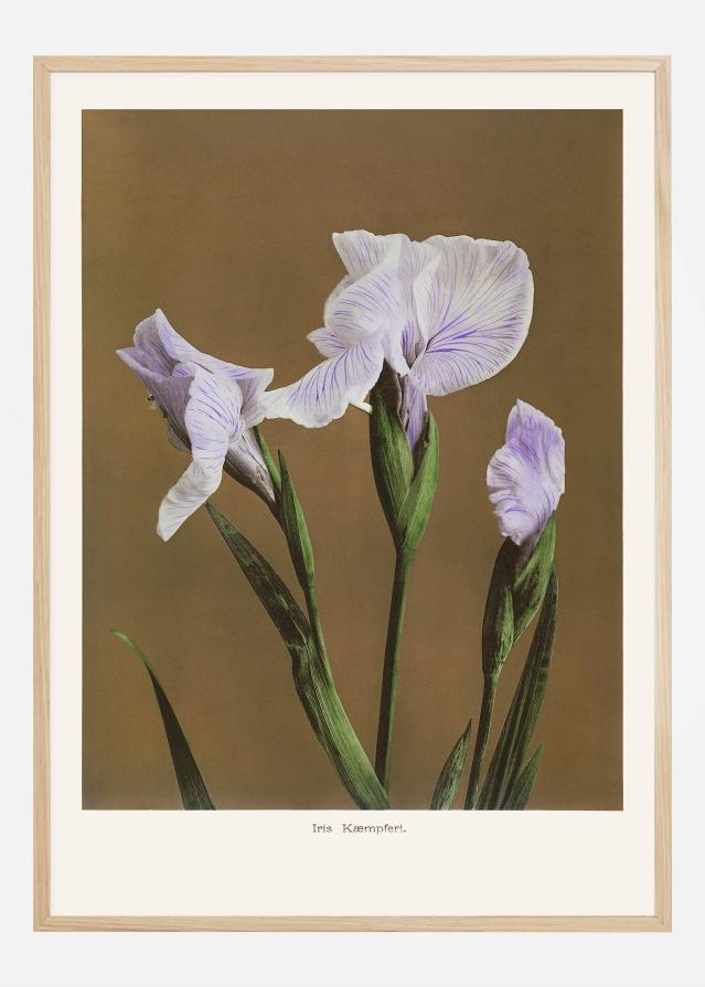 Iris Kabmpferi no2 Plakāts