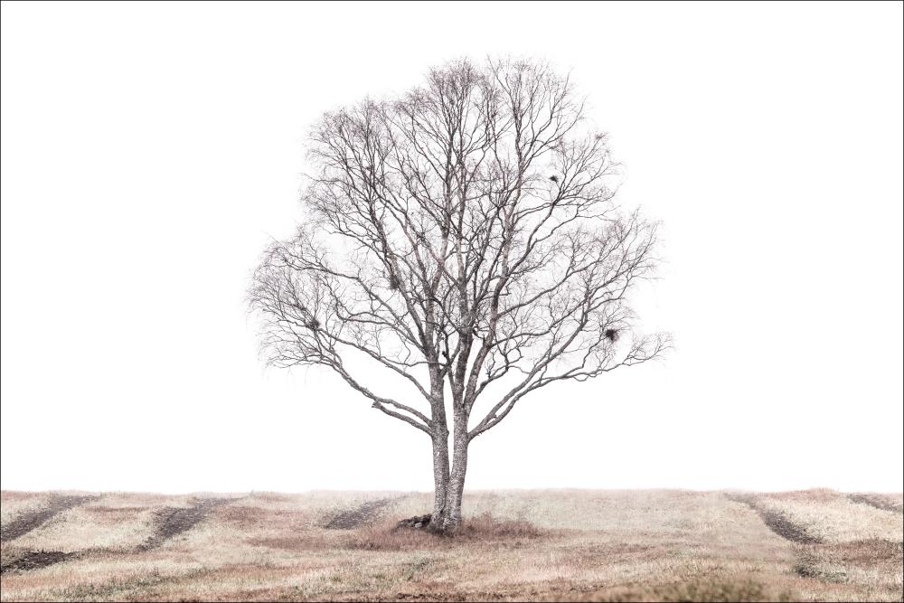 The lonely tree Plakāts