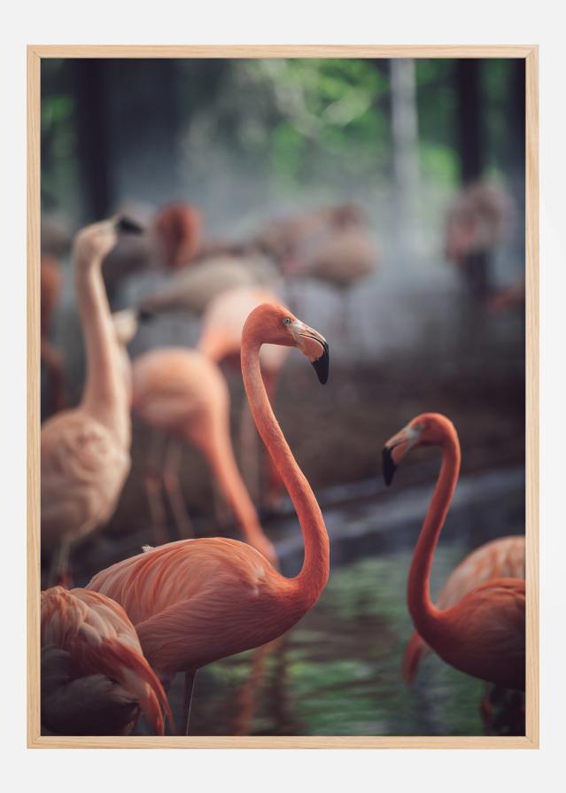 Flamingo Plakāts