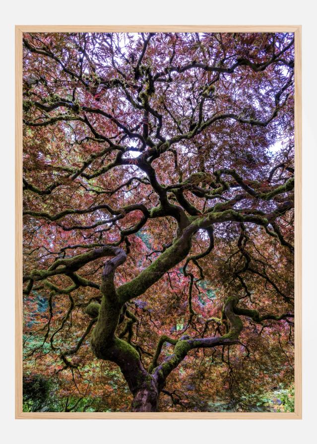 Japanese Maple Tree Plakāts