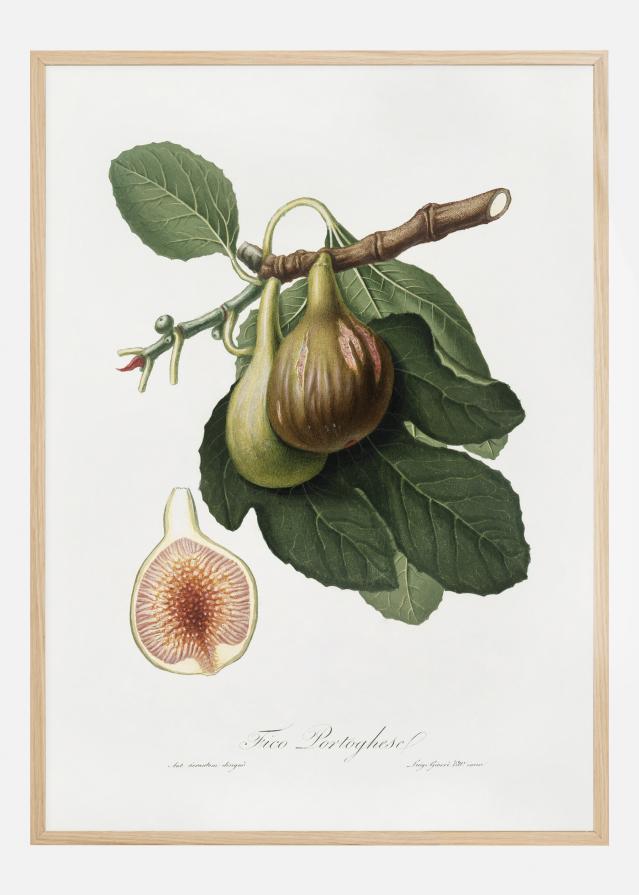 Figs Plakāts