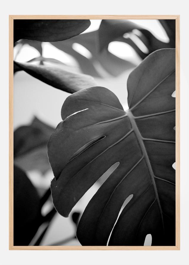 Monstera in Black and White ll Plakāts