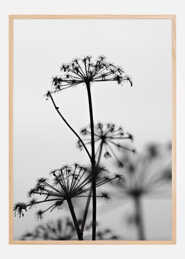 Black And White Flowers Plakāts