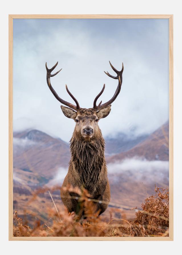 Red deer in the mountains Plakāts