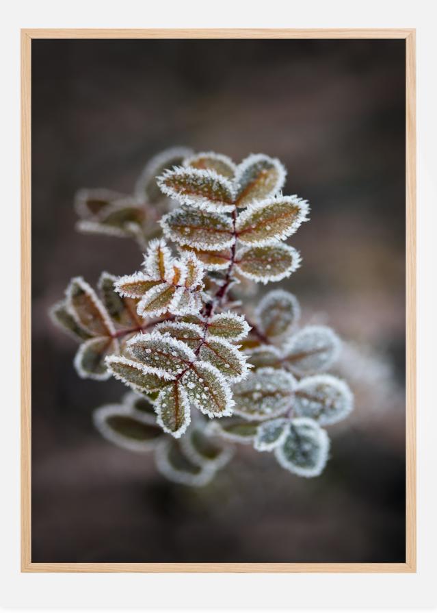 Frosty rose petals Plakāts