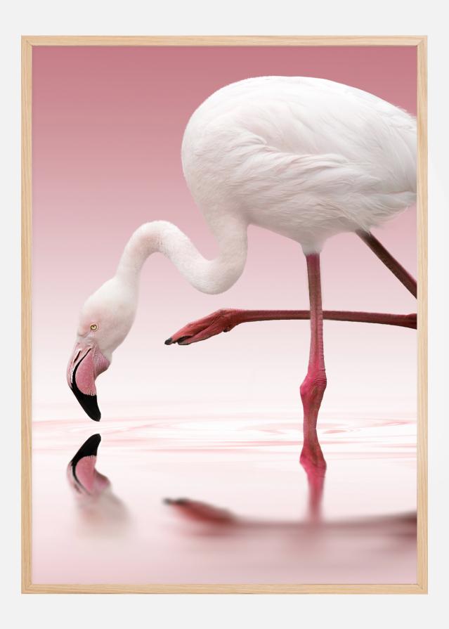 Flamingo Plakāts