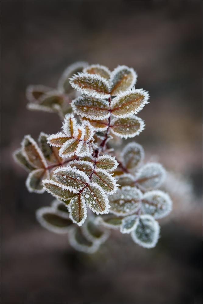 Frosty rose petals Plakāts