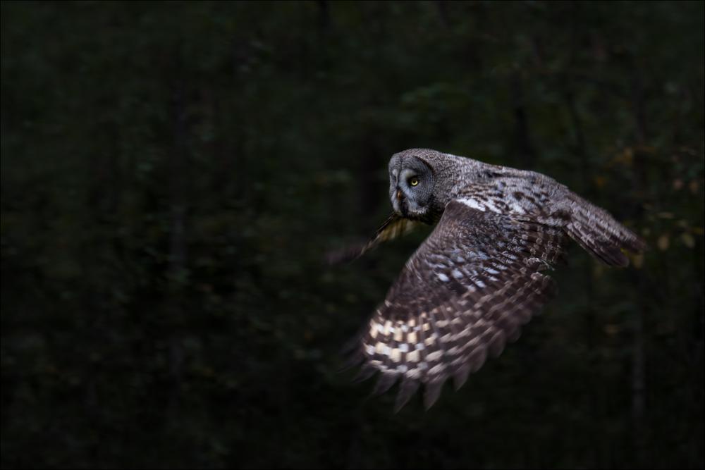 Guardian of the forest Plakāts