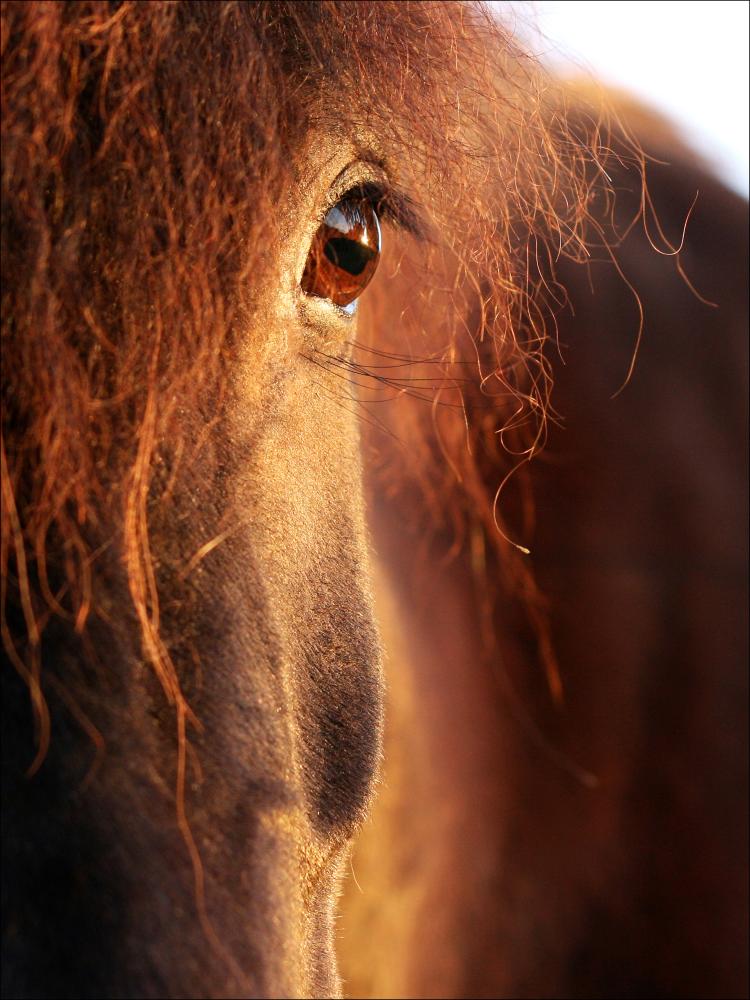 Horse sunset Plakāts