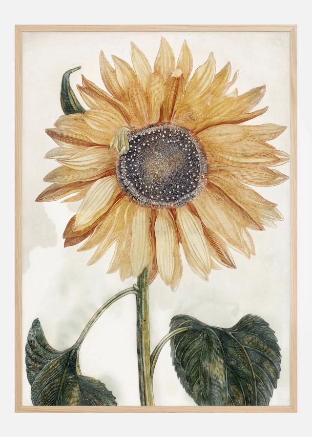 Sunflower Art Plakāts