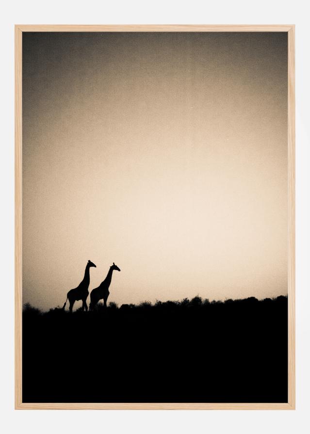 Giraffes Plakāts