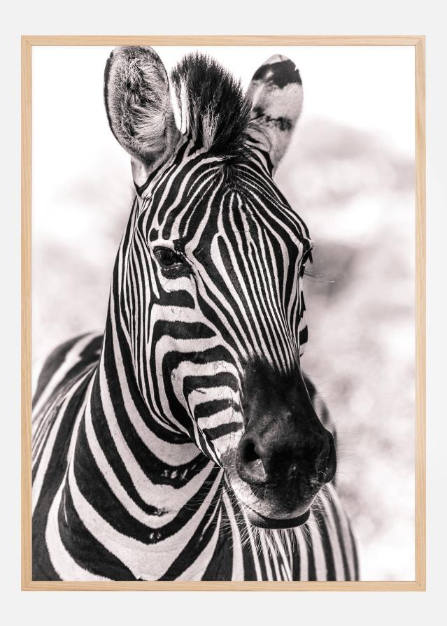 Zebra Plakāts