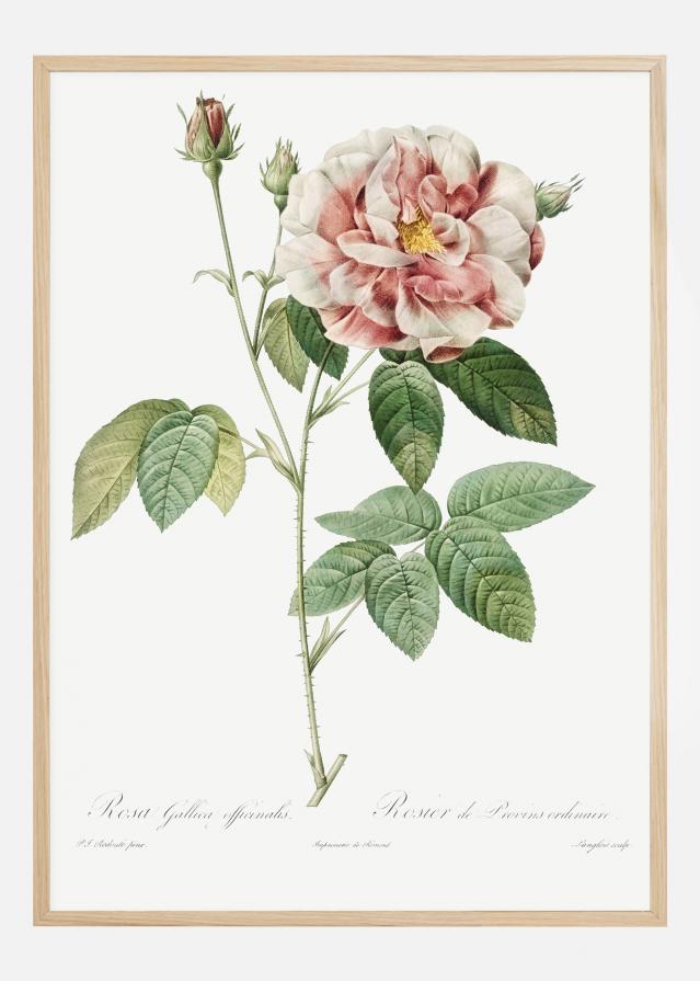 Rose Plakāts