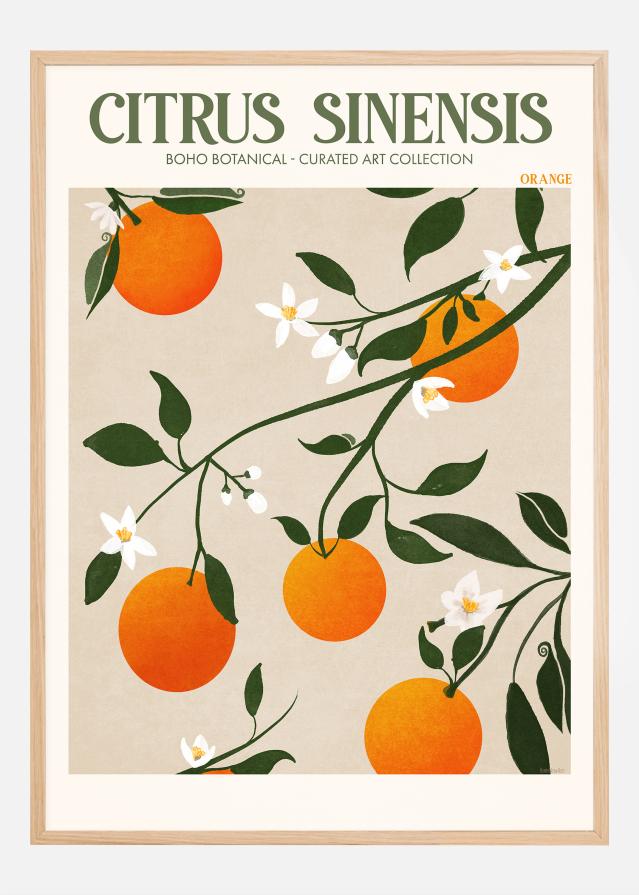 Boho Citrus Sinensis Plakāts