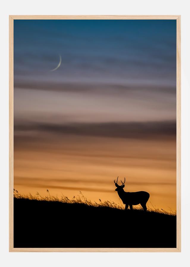 Deer In Sunset Plakāts