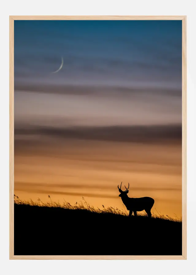 Deer In Sunset Plakāts