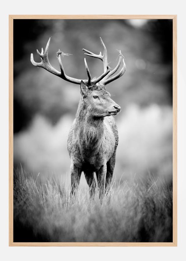 Deer With Horns Plakāts