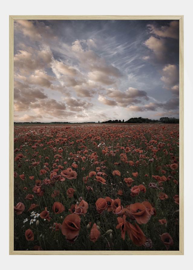 Poppy Field In Sweden Plakāts