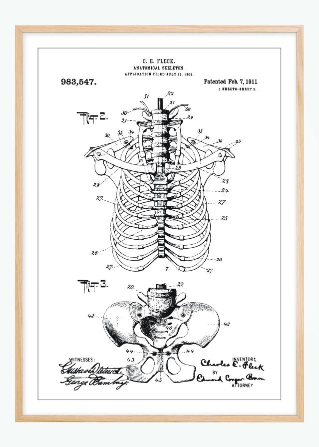 Patenta rasējums - Anatomisks skelets II Plakāts