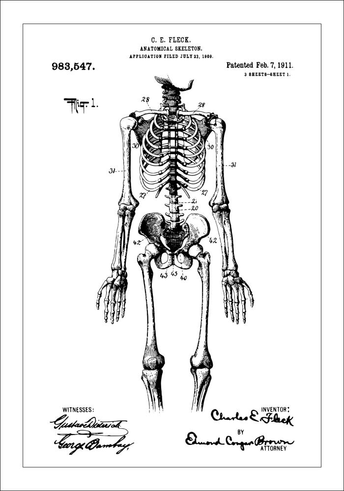 Patenta rasējums - Anatomisks skelets x Plakāts