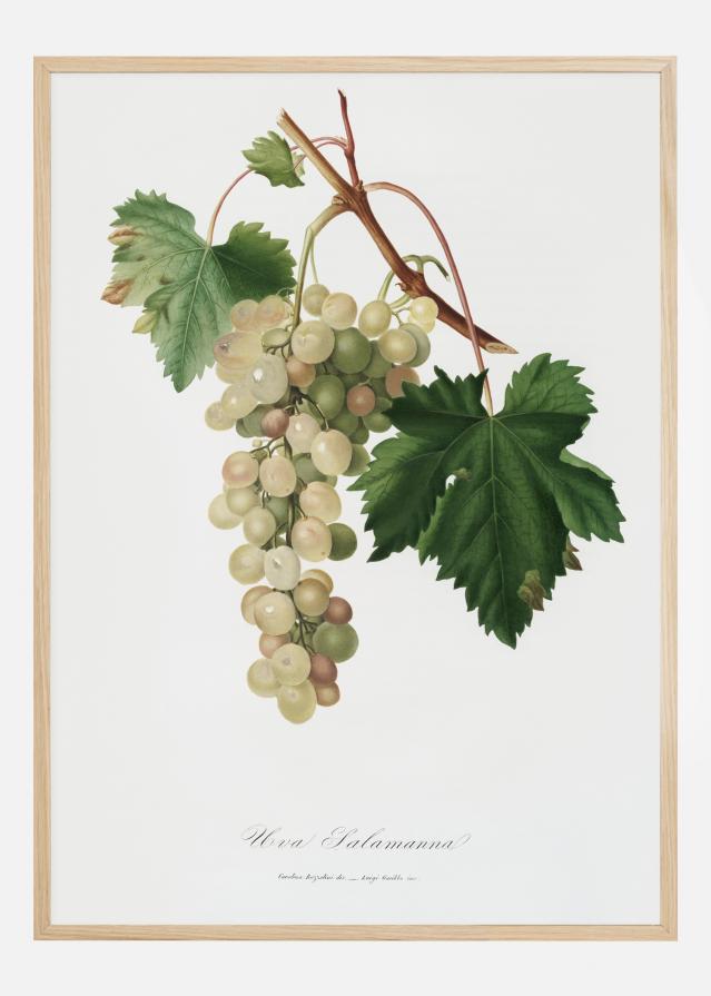 Grapes I Plakāts