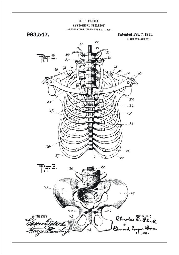 Patenta rasējums - Anatomisks skelets II Plakāts