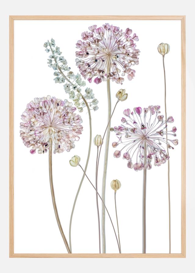 Allium Plakāts