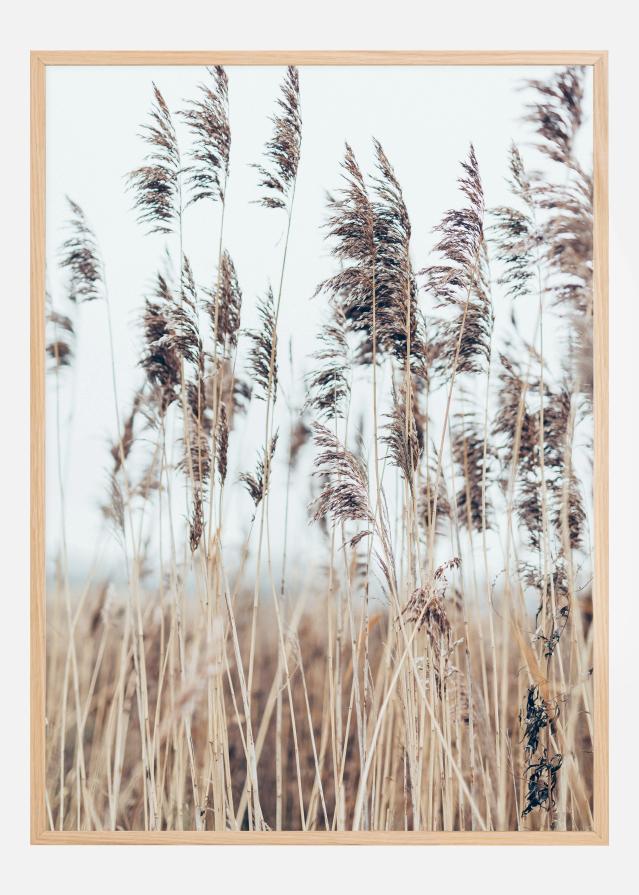 Swaying Reed II Plakāts